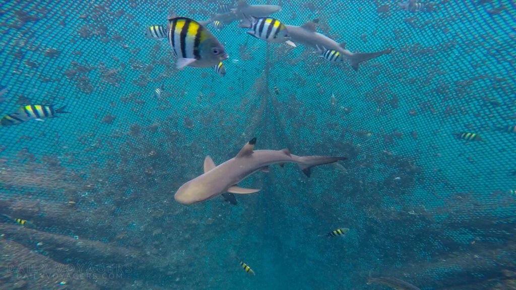 Unlocking Bangsring Underwater’s Secrets: A Journey Beyond the Ordinary