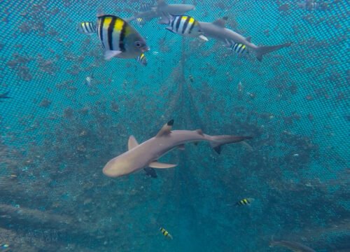 Unlocking Bangsring Underwater’s Secrets: A Journey Beyond the Ordinary