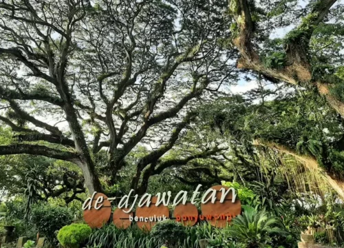 Djawatan Forest: Unveiling the Mystique of Rare Botanical Wonderland