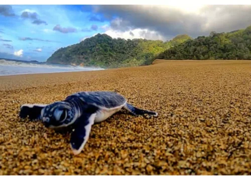 Sukamade beach: Emotional Resonance in a Unique Coastal Paradise